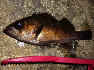 1月12日メバル (2)