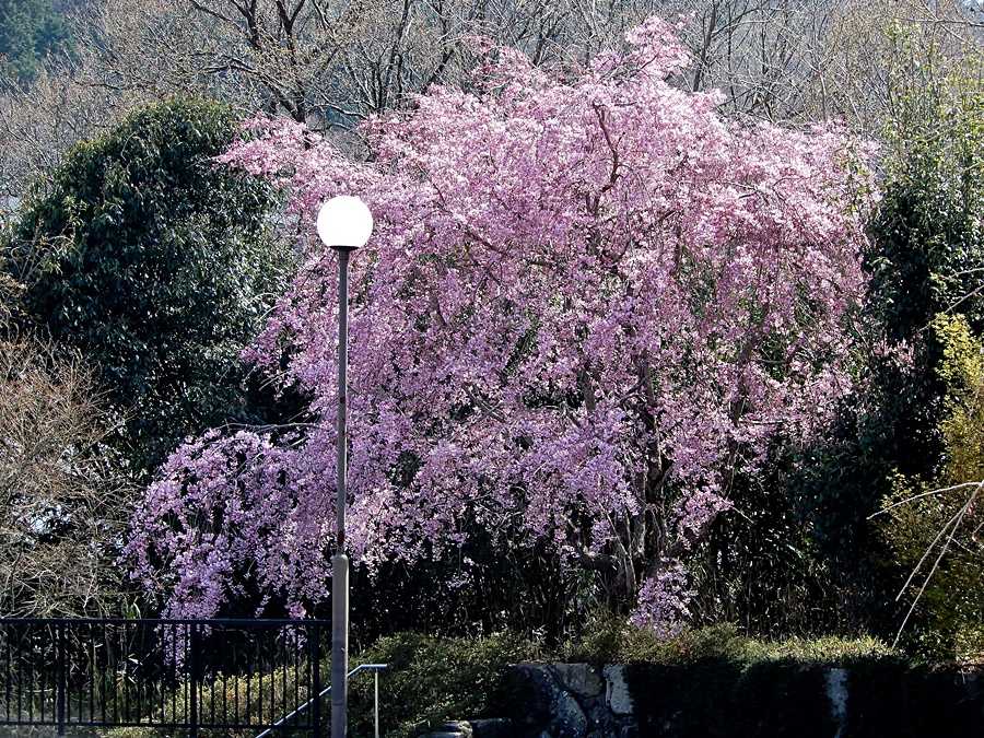 枝垂れ桜1