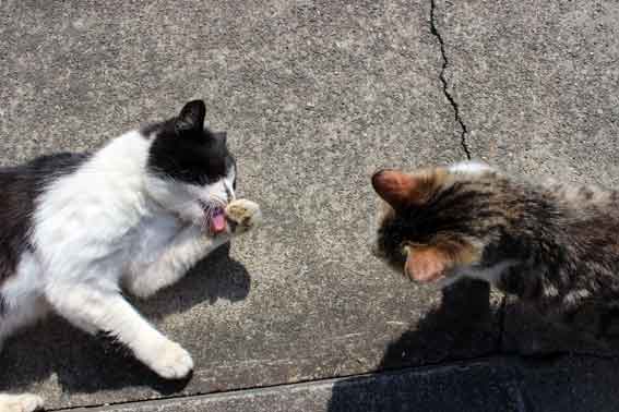 我が家のニャンコ♪2014/02/27-3