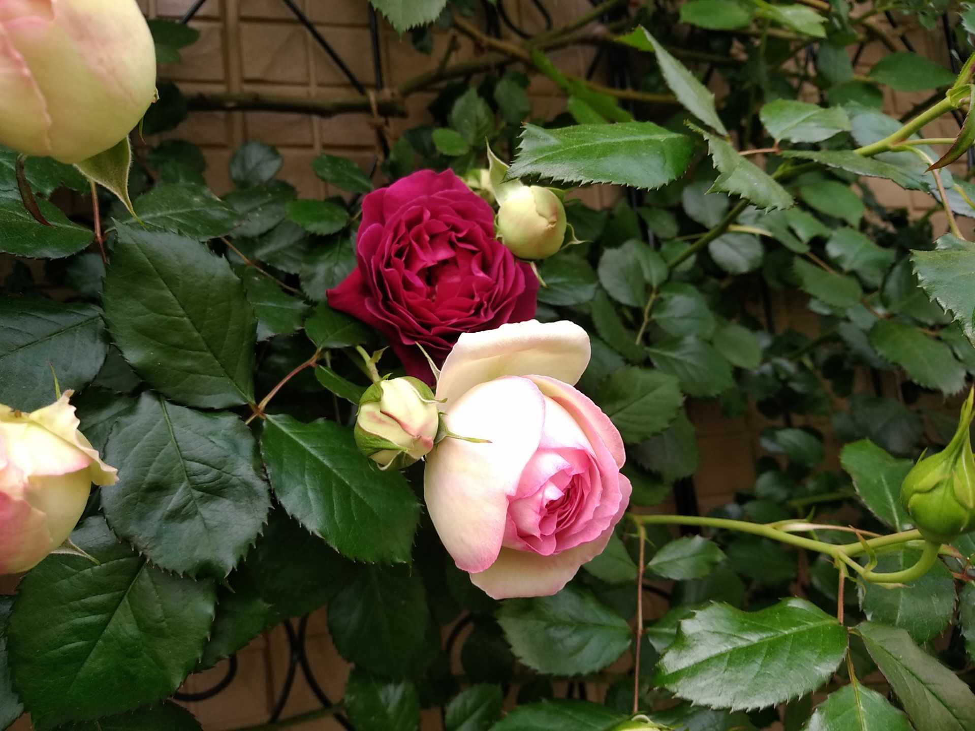 去年の薔薇達と 少しずつの変化 Rosegardenに憧れてｰ愚痴る日々ｰ 楽天ブログ