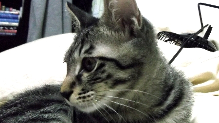 すずひめ　10月17日　アップ　03g.jpg
