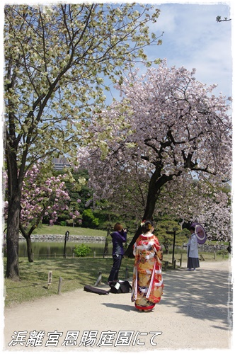 浜離宮恩賜庭園の八重桜