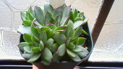 NEC_0009.JPG