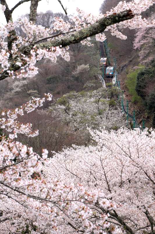 能勢黒川_009妙見の森ケーブル.jpg