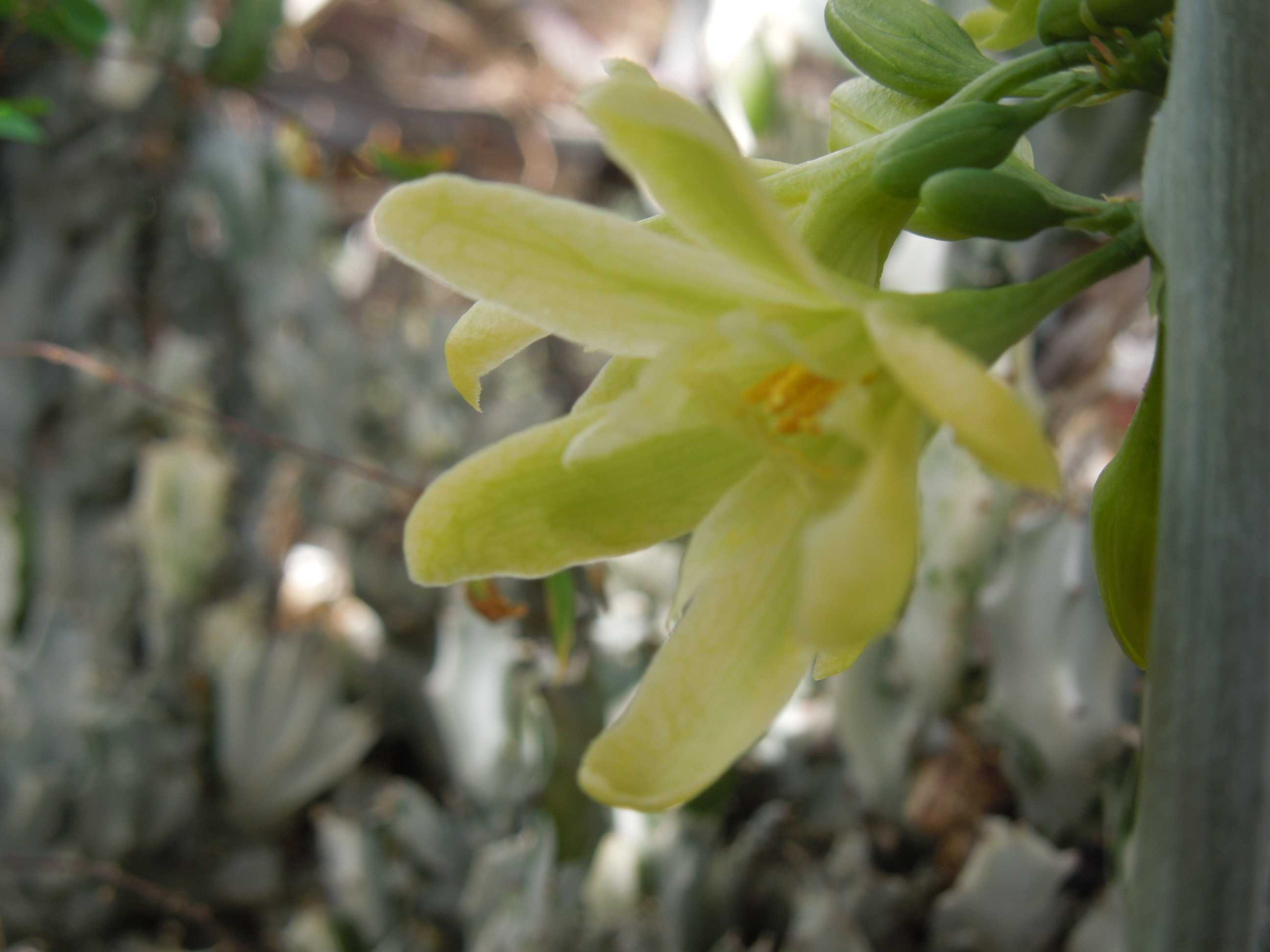 アデニア・グラウカ(Adenia glauca)~花が咲いていた | 小平太 アデニア・グラウカ(Adenia glauca)~花が咲いていた | 小平太