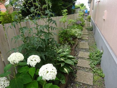 裏庭の紫陽花 ホスタ ギボウシ がいい感じです お気楽 カフェ 楽天ブログ 裏庭の紫陽花 ホスタ ギボウシ がいい感じです お気楽 カフェ 楽天ブログ