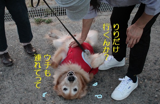 ウイも