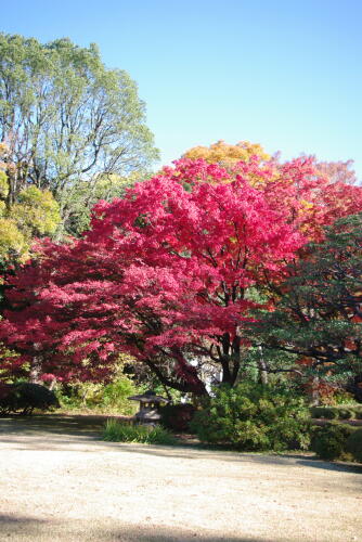 六義園の紅葉