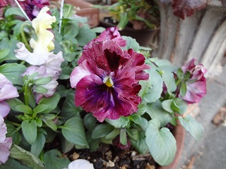 DSC00035.jpg