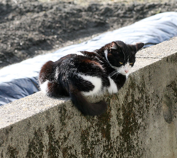 我が家のニャンコ♪2015/3/17-2