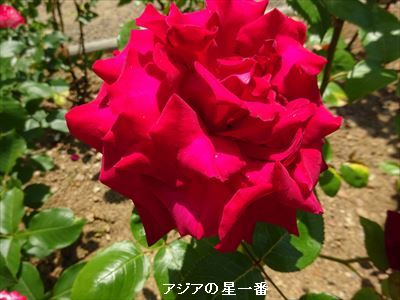 20160521 ハウステンボス6