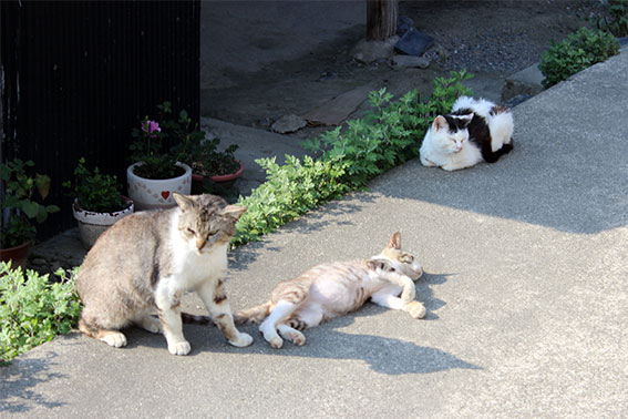 我が家のニャンコ♪2014/04/26-2