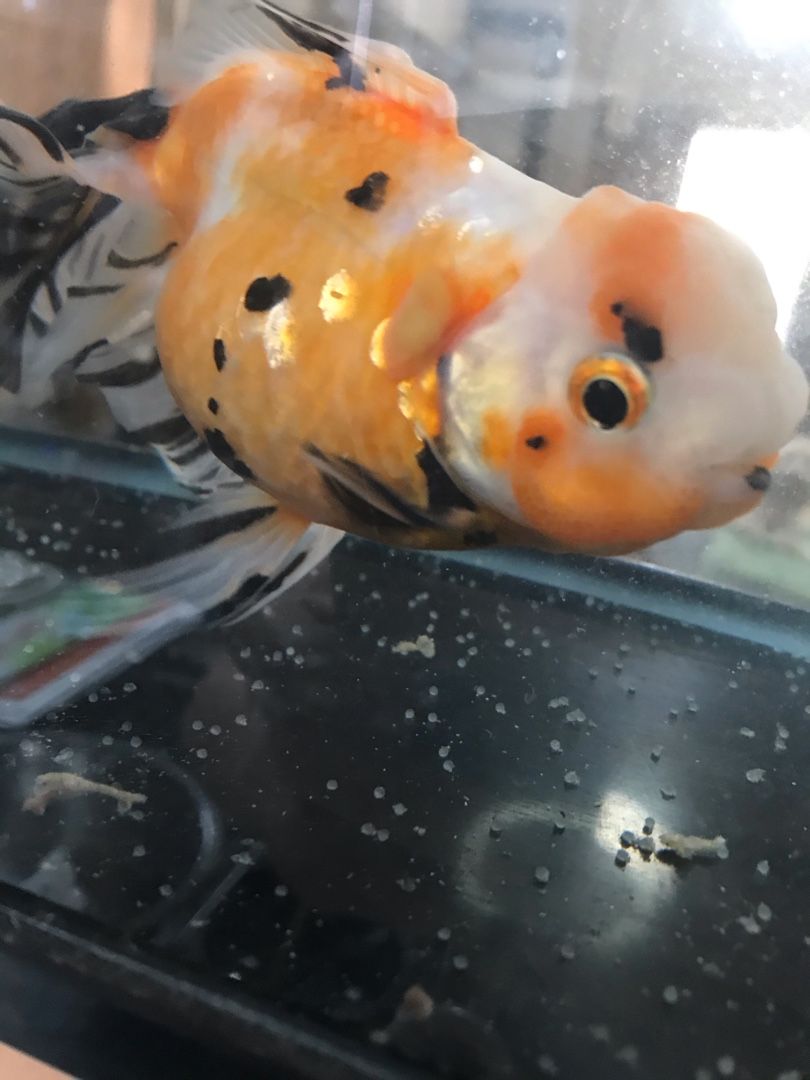 金魚が産卵 るおちゃんのブログ 楽天ブログ