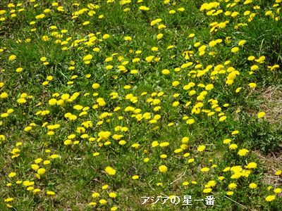 20160503 1四国カルスト10