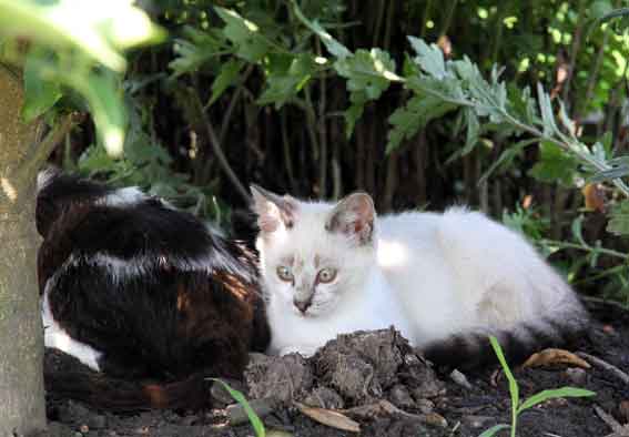 我が家のニャンコ♪2013/7/10-3