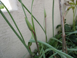 IMG_8045ss.jpg