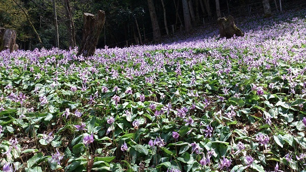 ２０１３年４月　　カタクリの花.jpg