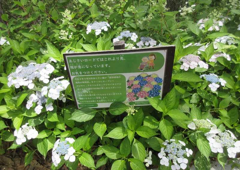 服部緑地のアジサイロードとパンチ力のある寄せ植えの植え方 狭い庭を花いっぱいにする育て方 楽天ブログ