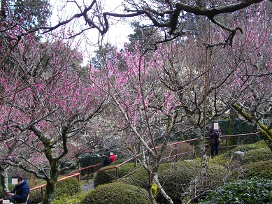 石山寺の梅
