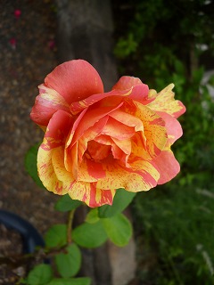 P1200538ss.jpg