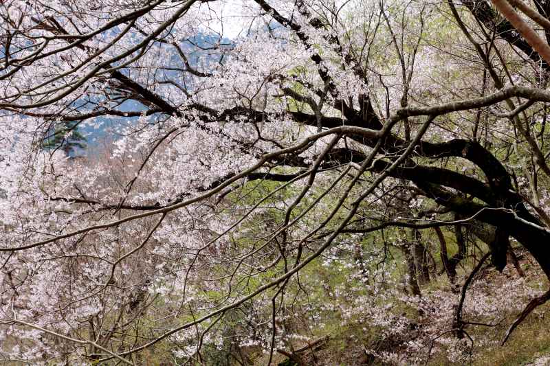 黒川桜の森_007長老.jpg