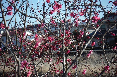 20150201梅の花2