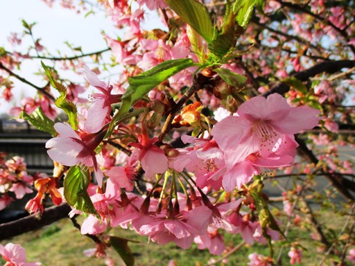 IMG_2054桜ﾌﾞﾛｸﾞ.jpg