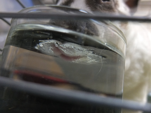 透明コップで水をのむうさぎ(ここあ、バニファシルキーレッキスミニ、8才)