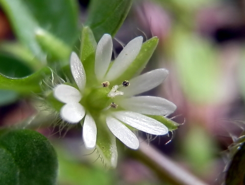 ハコベの花