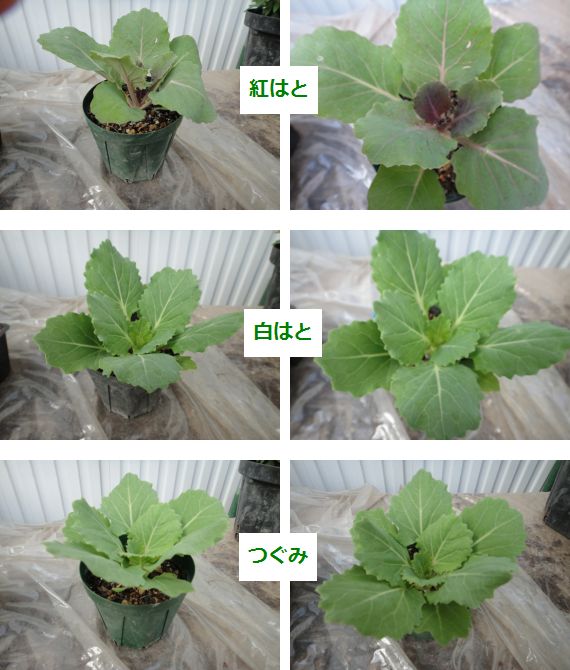 葉ボタンの成長の様子（４６日目）