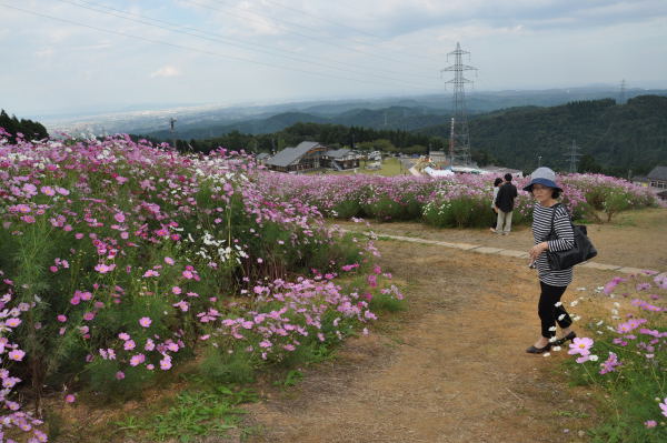 夢の平　秋桜