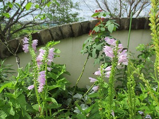 IMG_8497ss.jpg