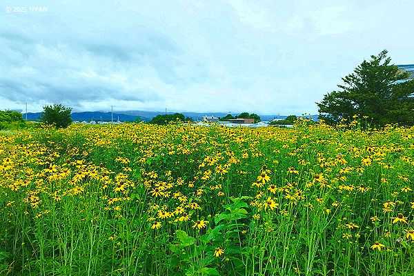 オオハンゴンソウ（大反魂草、キク科）