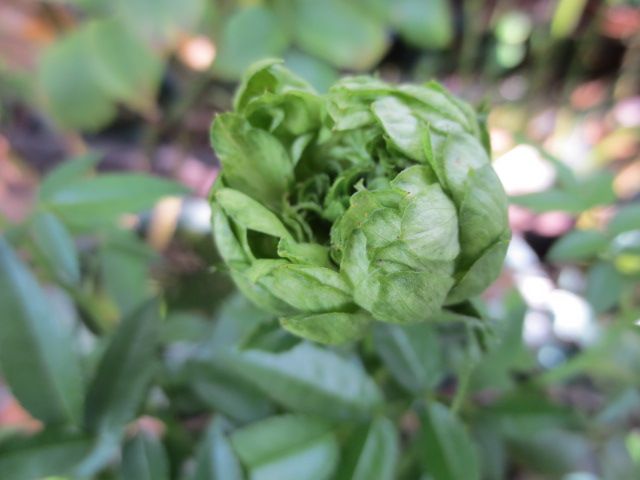 芽キャベツのような愛らしいバラ シソ梅干しの天日干し うさぎのチョコ ばぁばの薔薇の花園 楽天ブログ