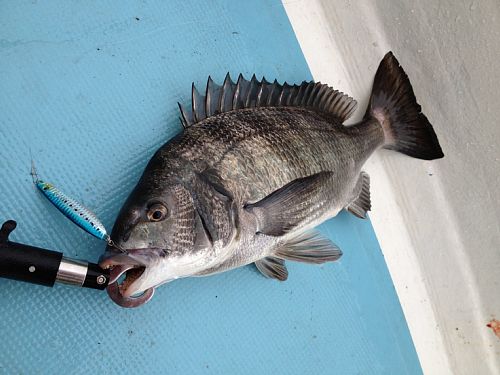 12.03.18チヌ.jpg