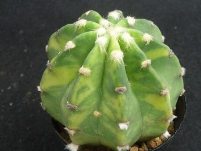 お正月らしいロイホワイオ | びびるタニサボ達 - 楽天ブログ