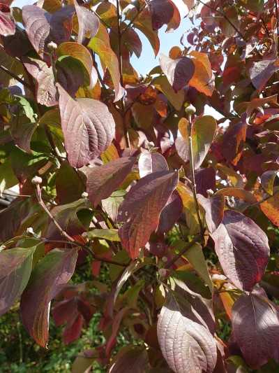 秋のハナミズキ ほんとに久しぶり あまりモバイルしないモバイルツール 楽天ブログ