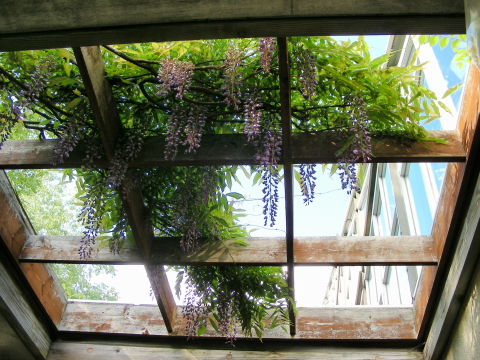 2017-06-14fuji (2).JPG