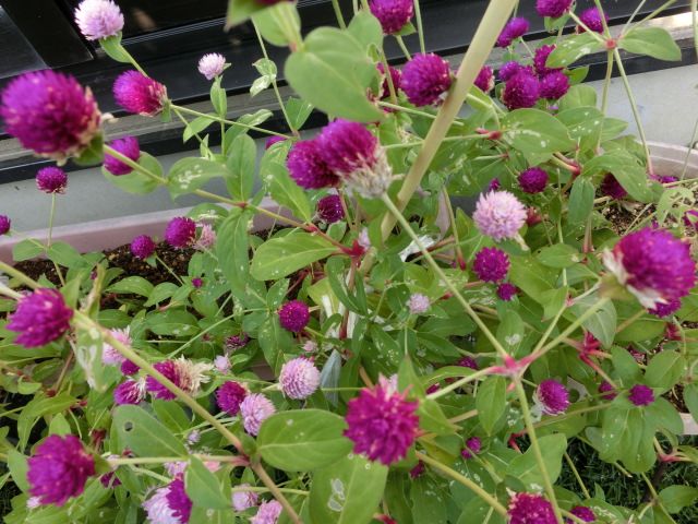 今日咲いた朝顔の花と虫に葉を食べられている千日紅 いしけいからの穏やかな日常と伝えたい思い 楽天ブログ