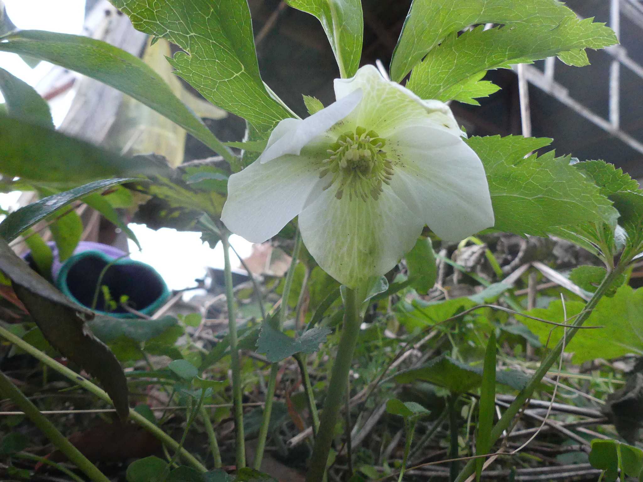 二月に咲く筈の クリスマスローズの花が 咲いていました オープンガーデン 蕗のとう 楽天ブログ
