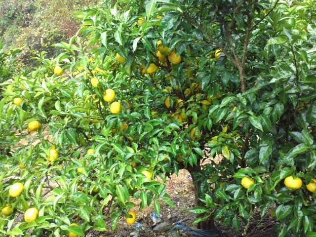 雨の日の柚子 (640x480).jpg