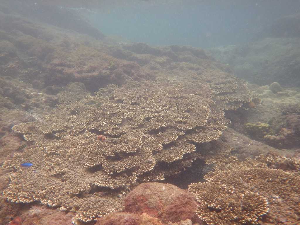 串本磯採集2019年9月下旬5　サンゴ礁