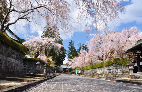 桜６