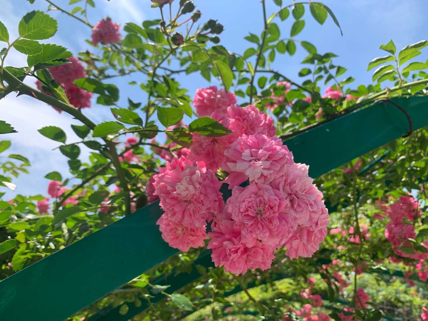 群馬花巡りの日帰りバスツアーに参加しました 日本シャンソン館 中之条ガーデンズ ロックハート城です Music Land 私の庭の花たち 楽天ブログ