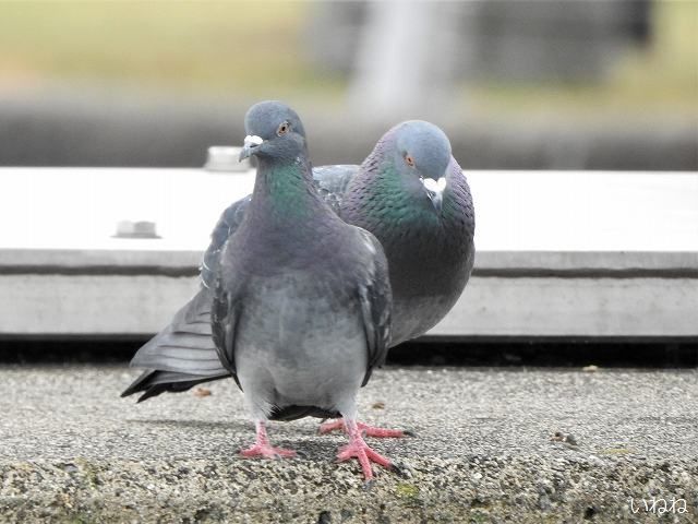 ドバト 公園などで見られるハト 元は大陸のカワラバトです いねねの趣味三昧 昆虫 野鳥 古寺巡り 読書 木工 語学など 楽天ブログ