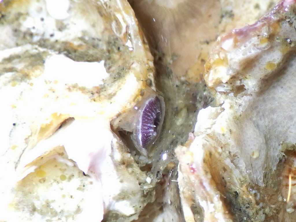 ヤドカリの宿となる貝は生き物の宝庫、スズメガイダマシの仲間 ヤドカリの宿となる貝は生き物の宝庫、スズメガイダマシの仲間