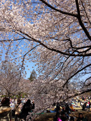 sakura3