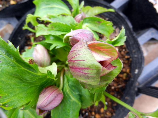 DSCN1135.JPG