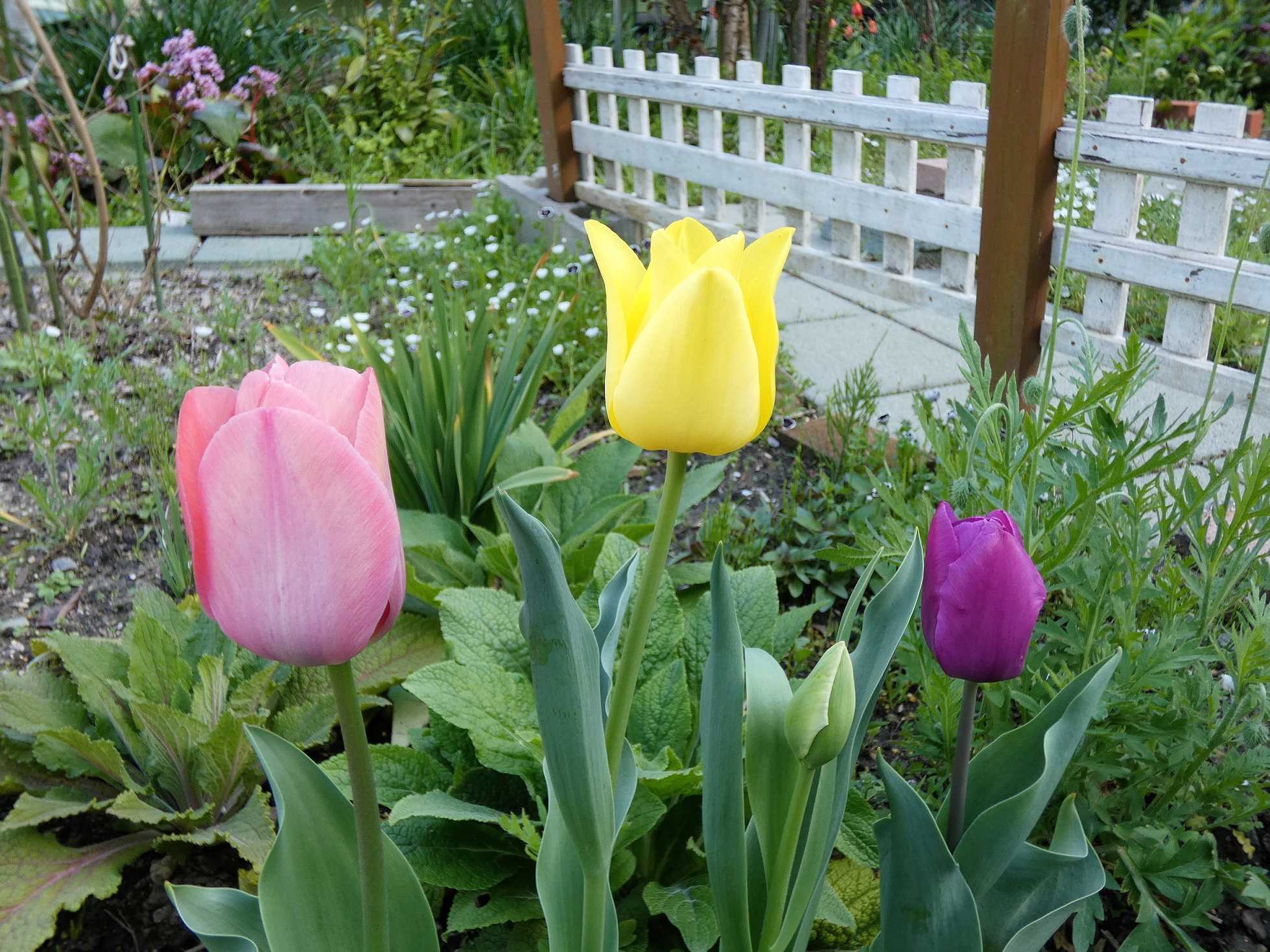 トトロ花壇とアリス花壇のチューリップたち すぷーん ガーデン 楽天ブログ トトロ花壇とアリス花壇のチューリップたち すぷーん ガーデン 楽天ブログ