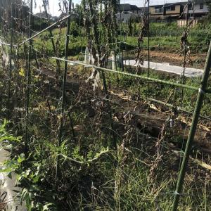 スイカ メロン 空中栽培開始しました ちょろ松の家庭菜園奮闘記 楽天ブログ